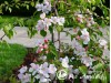 Obelis ,Fontana' (lot. Malus) -c14 Obelis ,Fontana' (lot. Malus) -c14